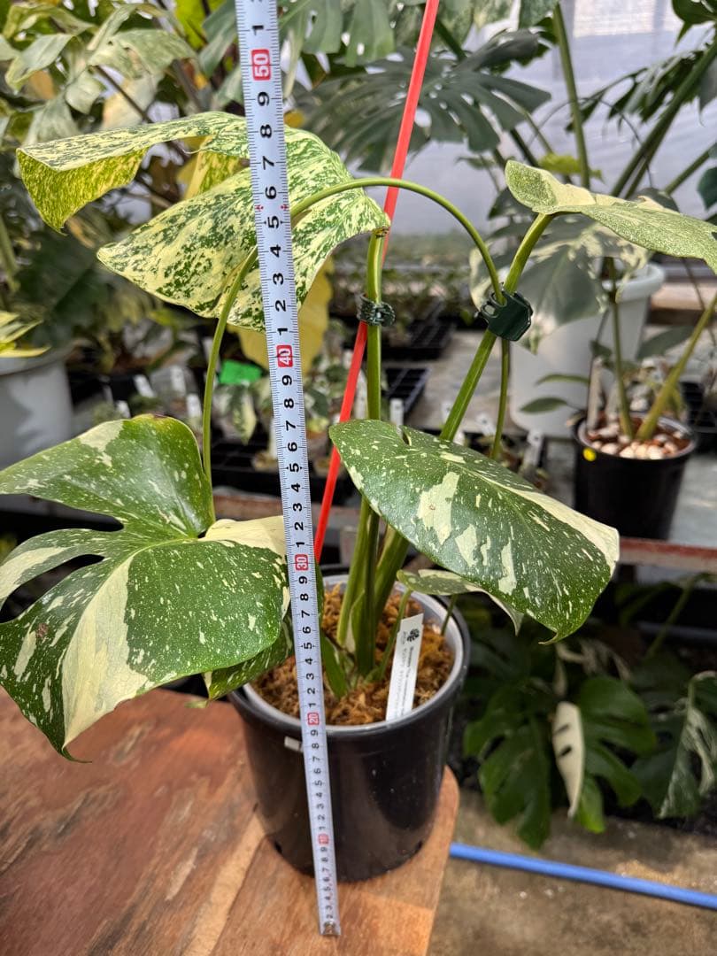 あ*け様 1モンステラ　タイコンステレーション　スターライト