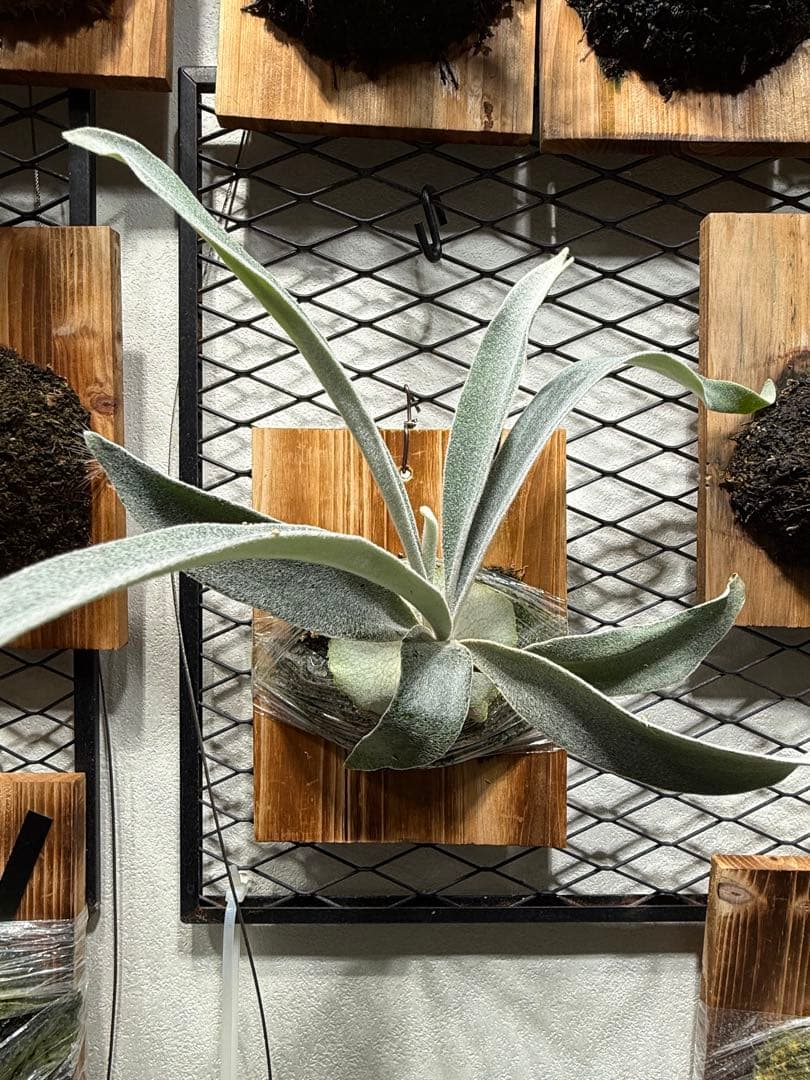 ビカクシダ P.veitchii cv Auburn  spor