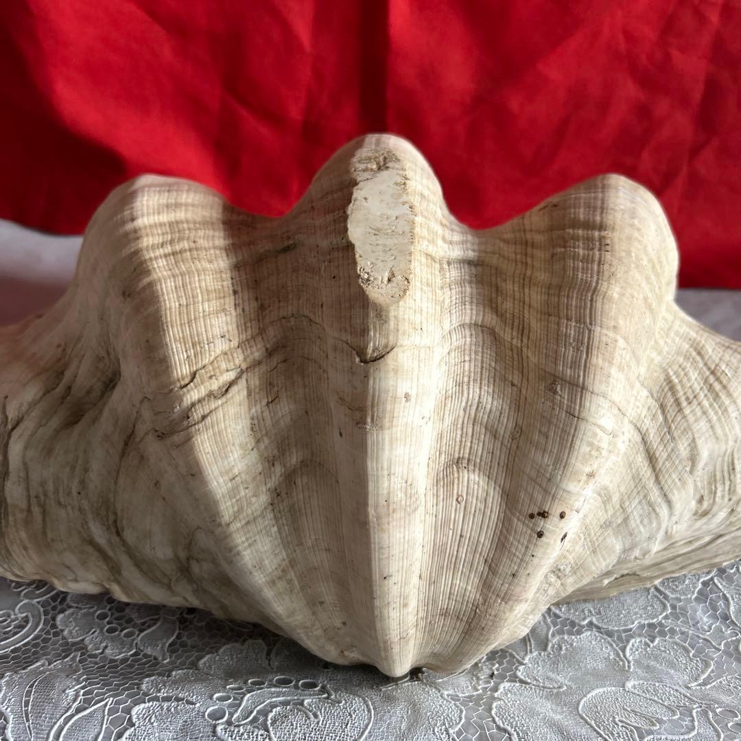 貝殻 ボウル型 レイアウト用品 大きめ42センチ
