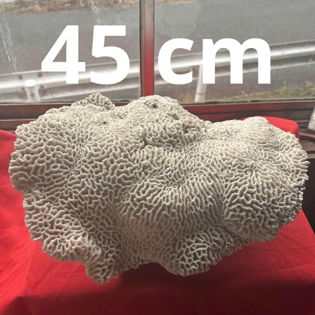 特大 飾り 珊瑚 サンゴ礁 置物 白 海水魚 水槽 レイアウト45cm
