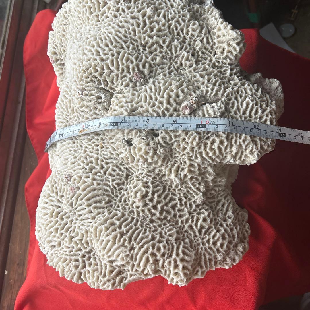 特大 飾り 珊瑚 サンゴ礁 置物 白 海水魚 水槽 レイアウト45cm