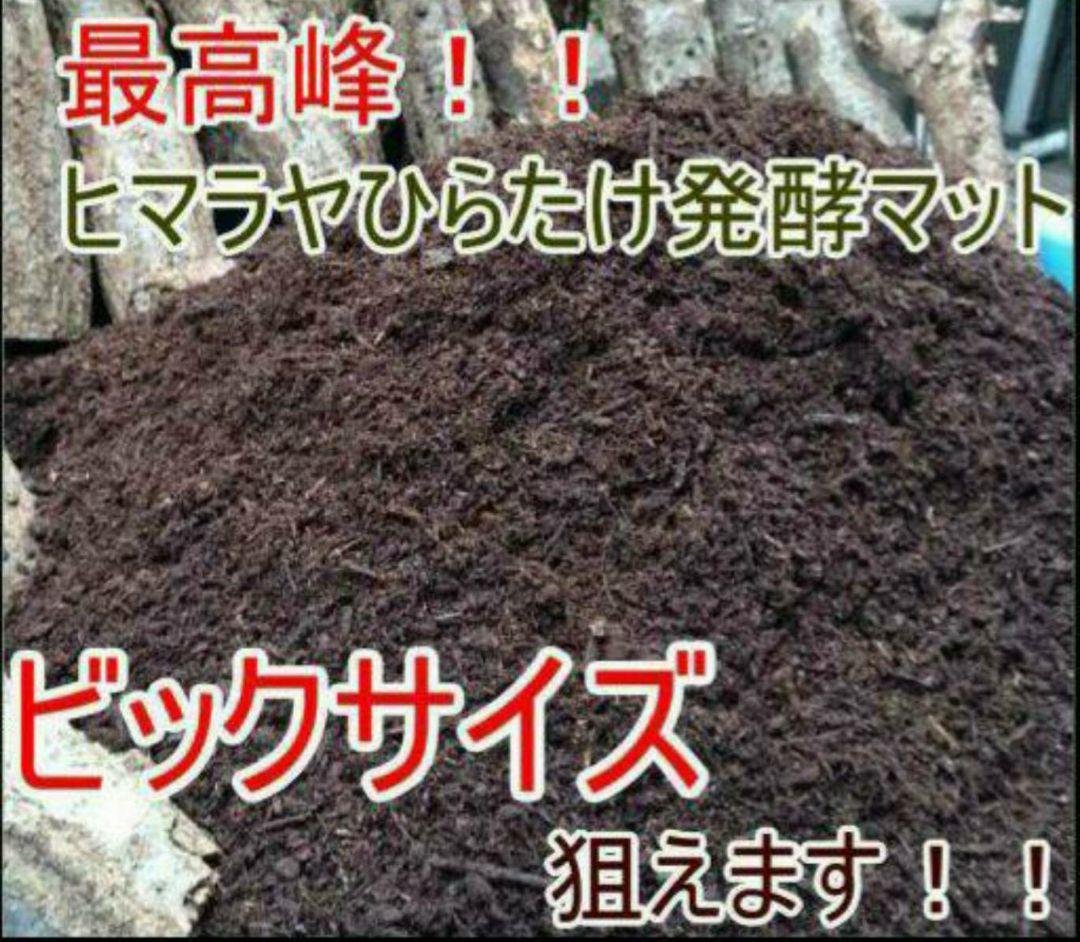 デカクなりすぎ注意！ヒマラヤひらたけ発酵マット　産卵にも！増量100リットル