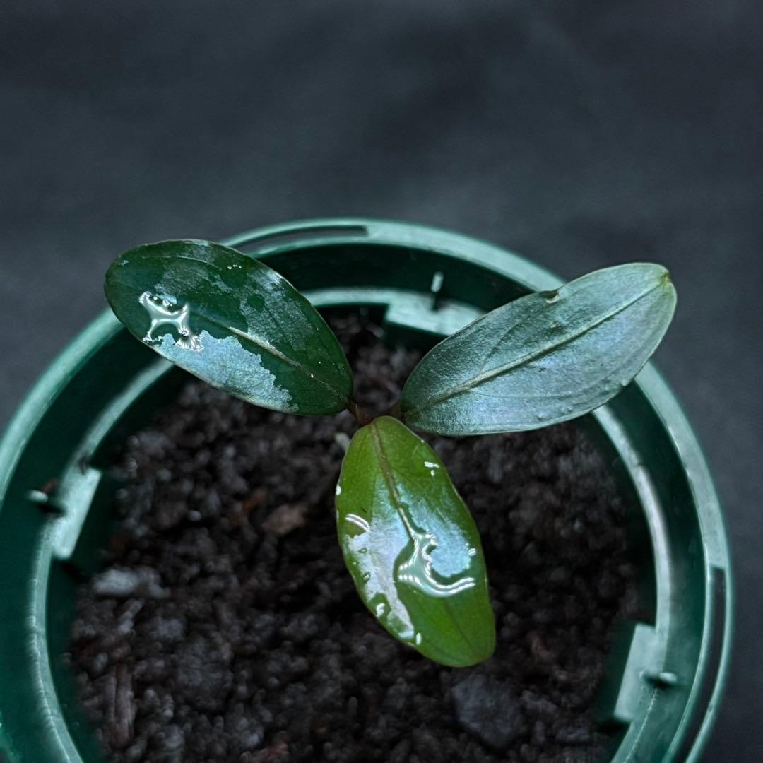 ブセファランドラsp.モトレイアーナ スーパー ブルー