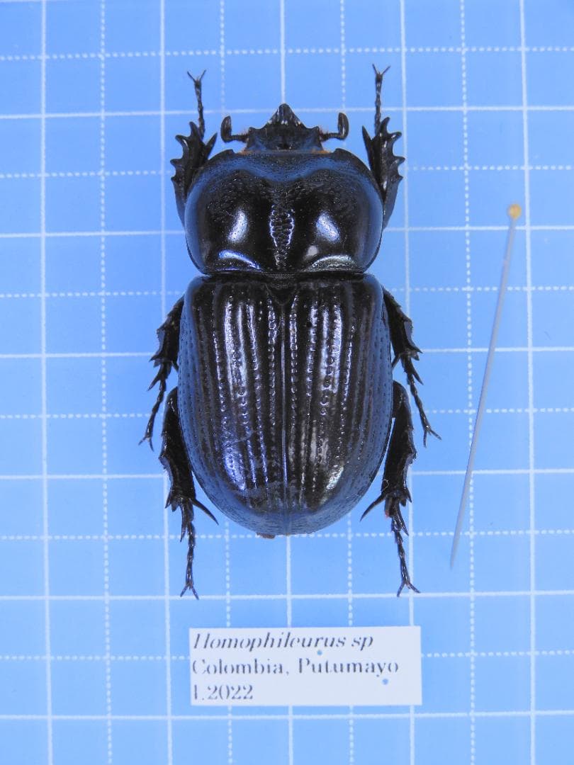 コロンビア産　クァドリツベルクラトゥスゴカクコカブト　34mm