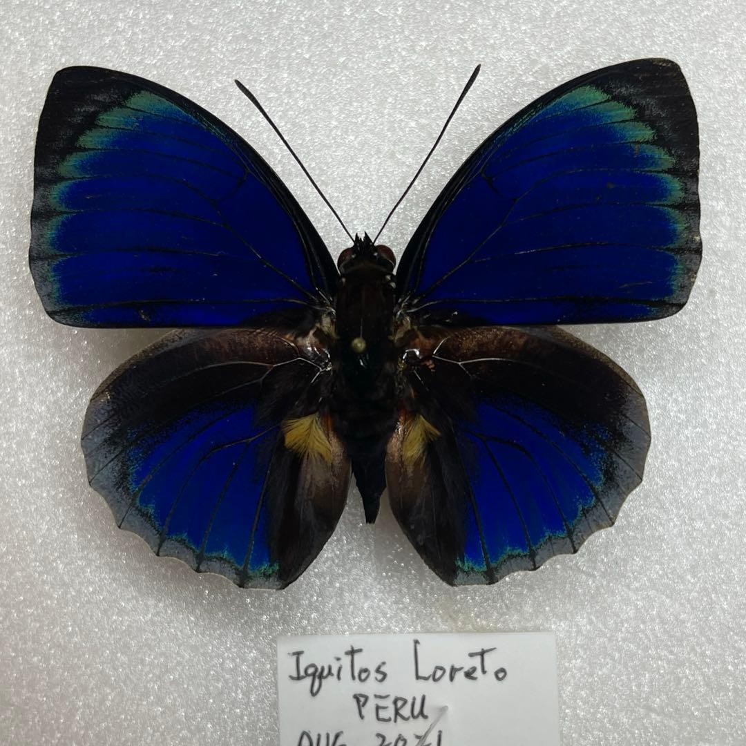 アグリアス標本　Agrias