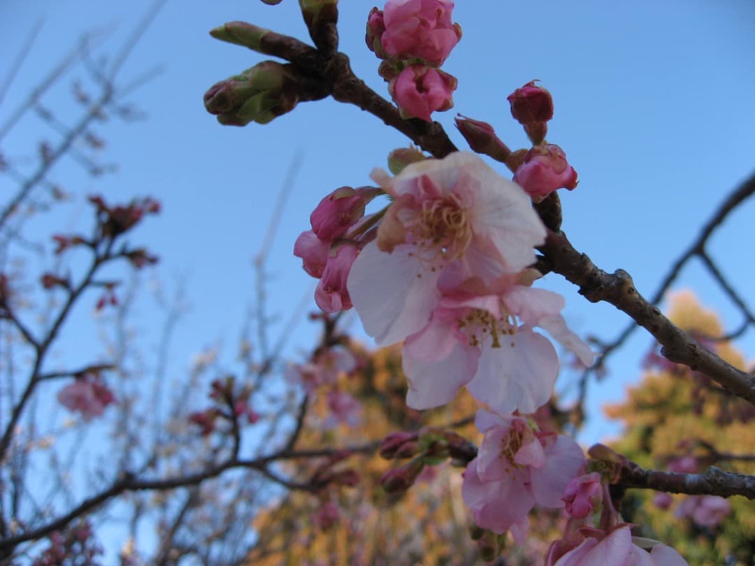 実写美⭕️良品【動作確認済】Canon IXY DIGITAL 800IS