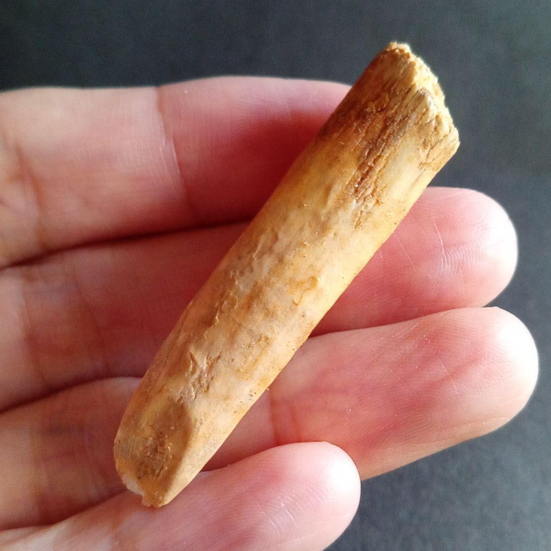 ジュラ紀 (前期〜中期)　大型草食恐竜　アフリカ大陸　竜脚類　特大歯化石