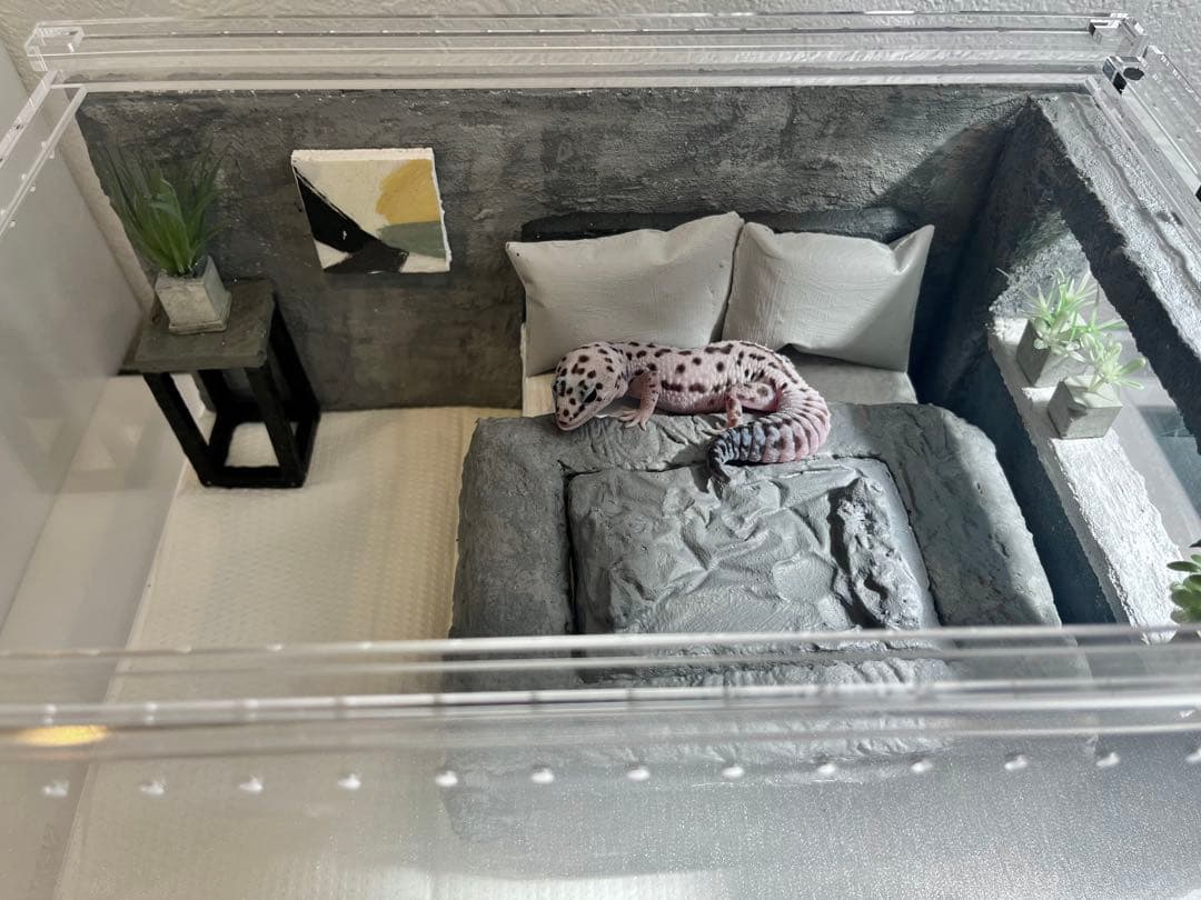 レプタイルボックス付き　レイアウトセット