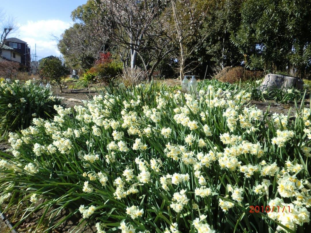 実写美⭕️訳あり【動作確認済】Casio EXILIM EX-Z550 　ピンク