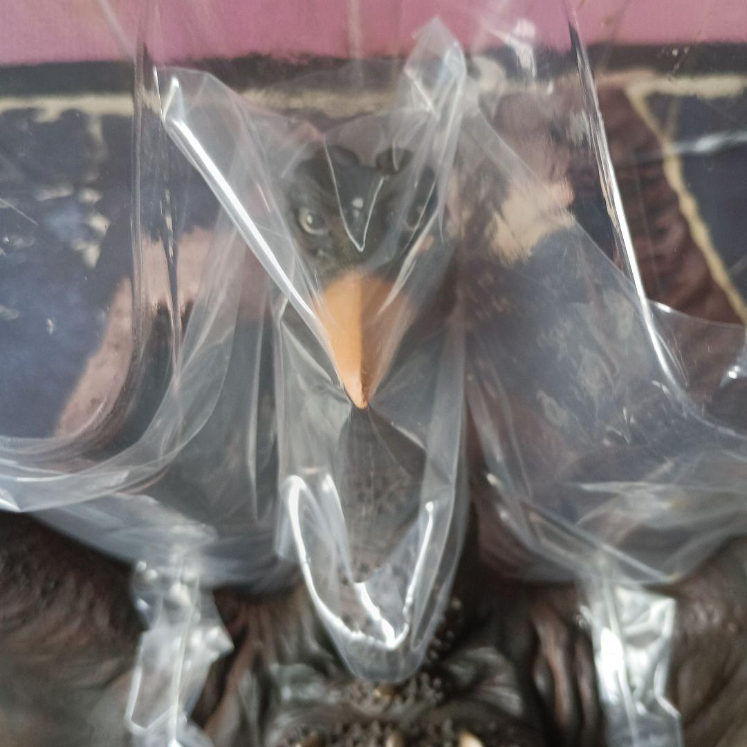 東宝30㎝シリーズ　ラドン（1964版）