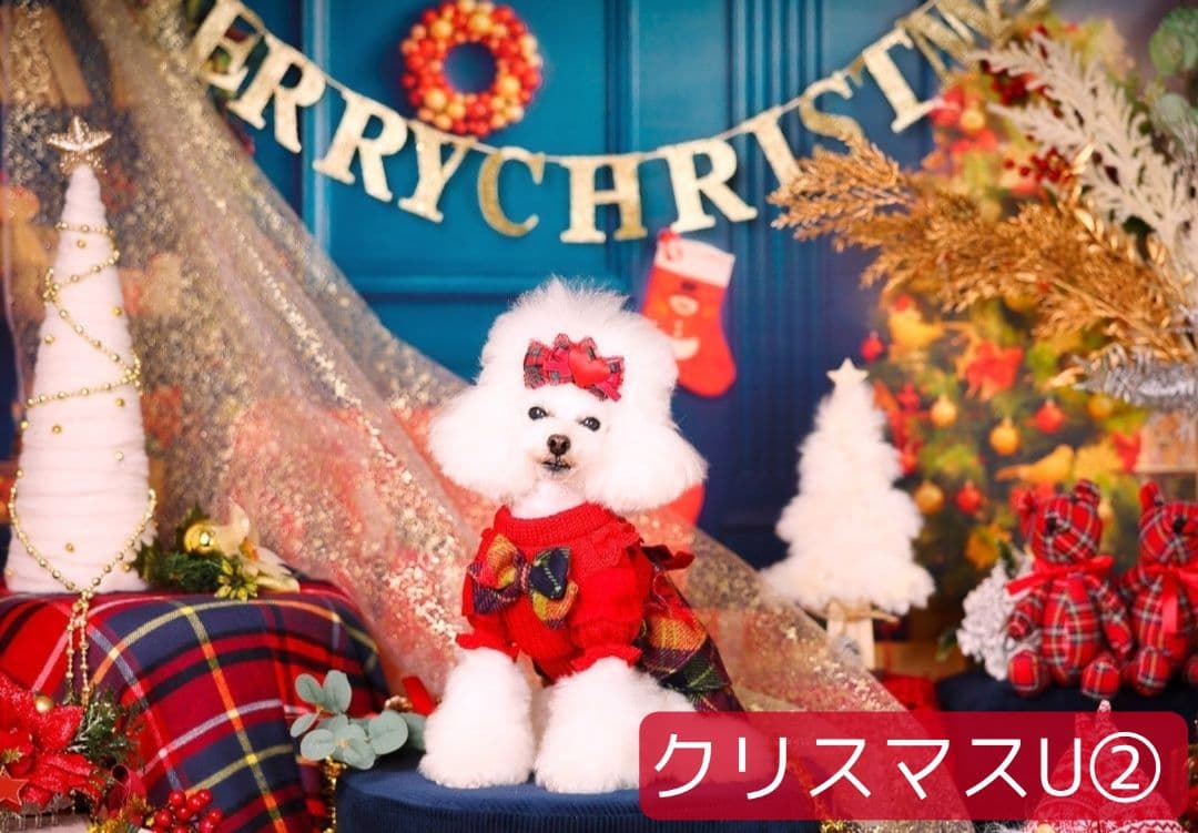 背景布　秋XD③　ペット撮影用フォトブース　ハロウィントリミングチョーカー販売中