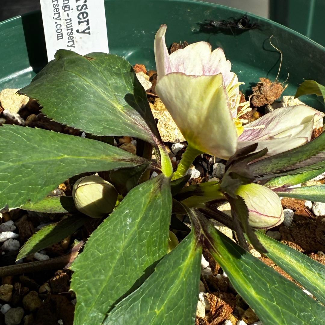 の*ん様 3493☘️蕾花タグ付き☘️超希少☘️筒型SD⭐️ポーセリン⭐️小輪⭐