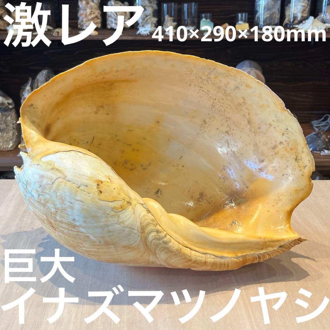 は*ん様 激レア　巨大　オーストラリア産　イナズマツノヤシ