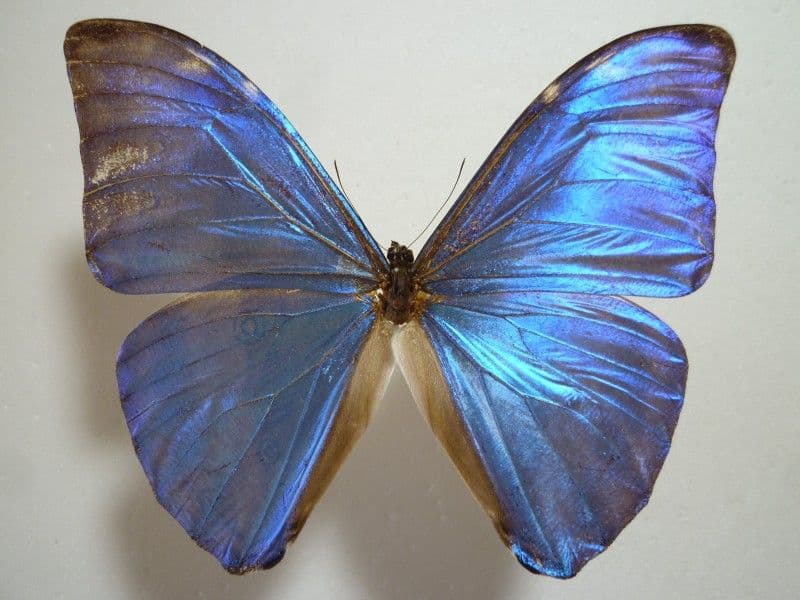 【外国産蝶標本】アドニスモルフォ/ブラジル.オビドス産/97.6mm