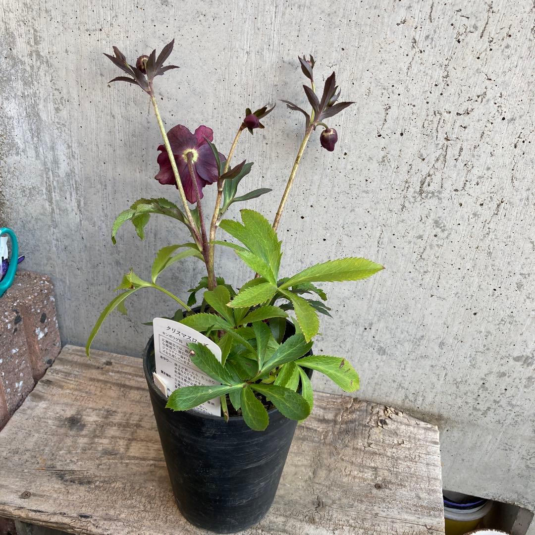 クリスマスローズ　開花株　4.5寸 　広瀬園芸　MIYABIです。