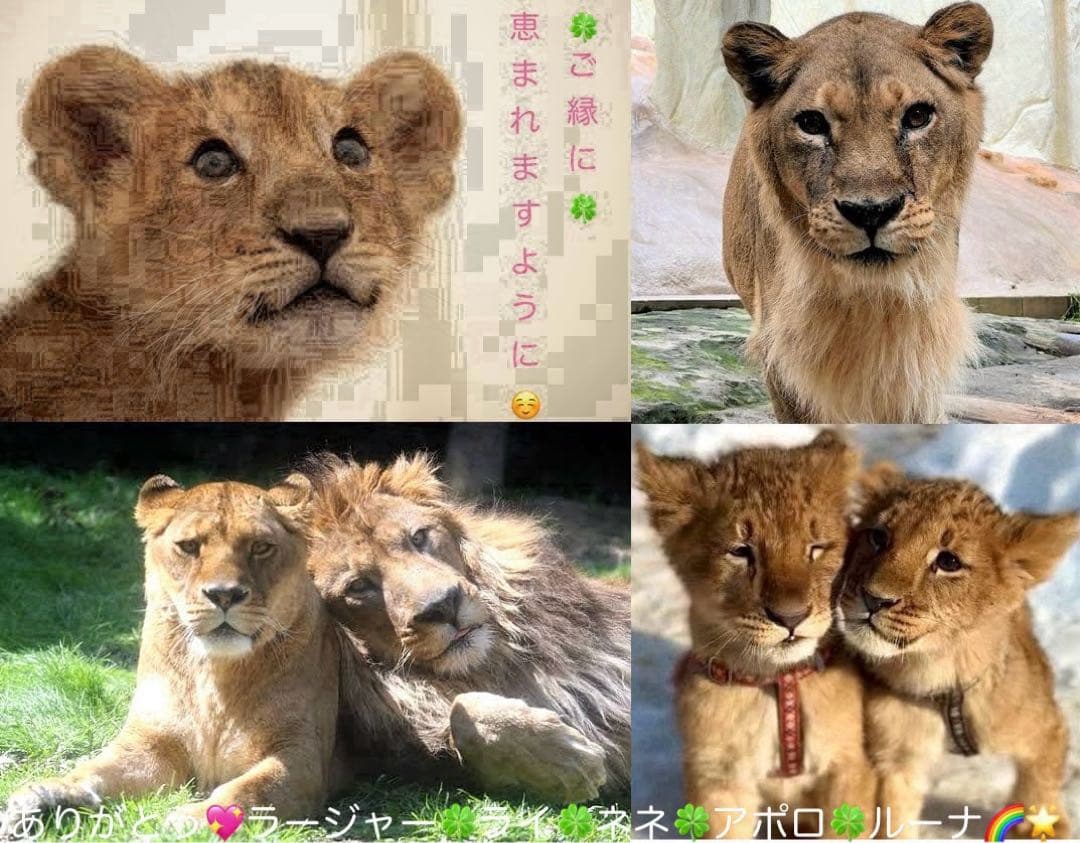 初音ミク カードホルダー