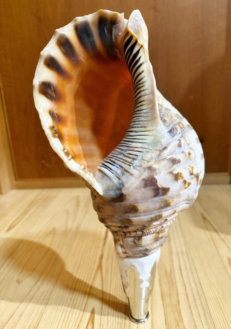 修験道法螺貝　山伏　密教　魔除け　熊よけ❣️ほら貝　ホラガイ