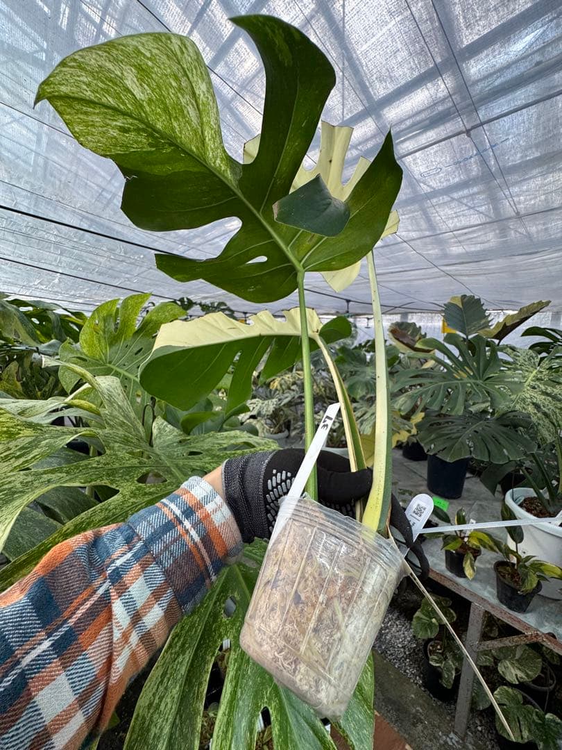 K*様 37モンステラ　ボルギシアナ　x デリシオーサ　ミント　美斑入り健康カッ