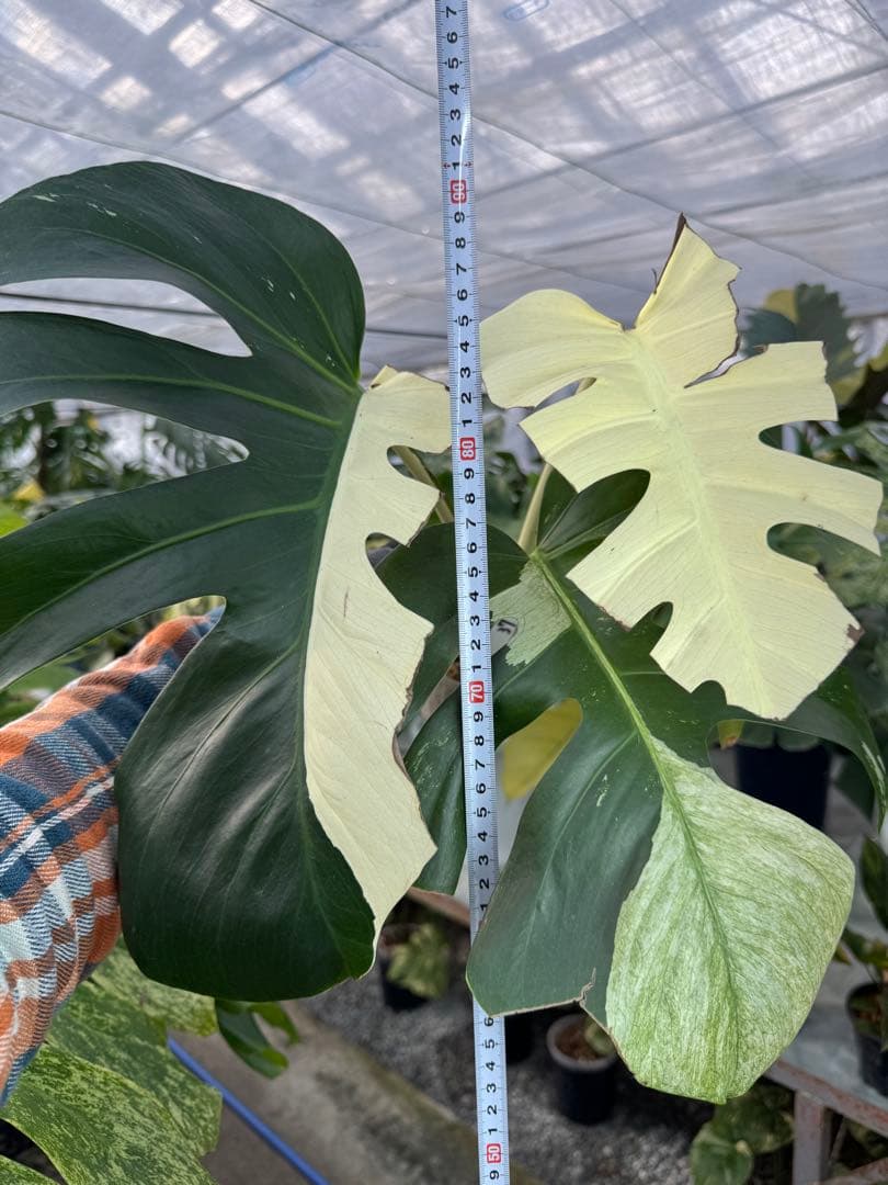 K*様 37モンステラ　ボルギシアナ　x デリシオーサ　ミント　美斑入り健康カッ