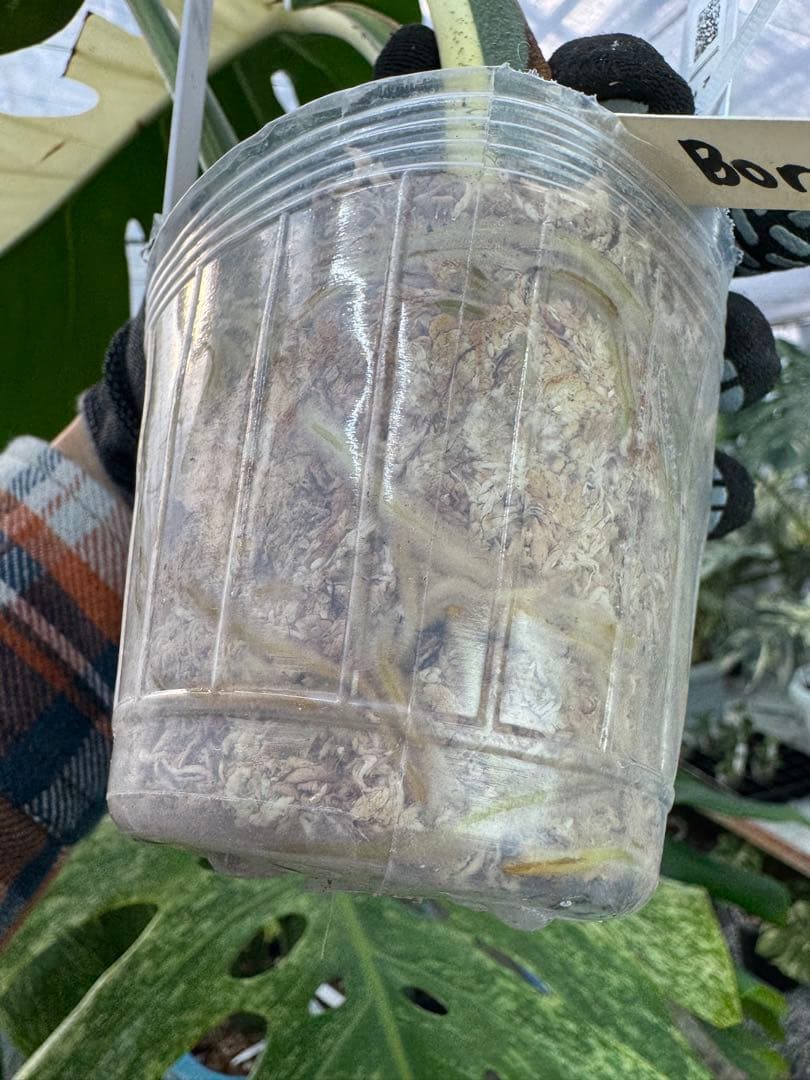 K*様 37モンステラ　ボルギシアナ　x デリシオーサ　ミント　美斑入り健康カッ