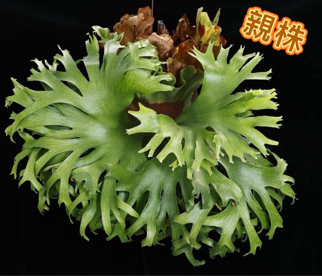 Green Nook　ビカクシダP. Flamenco