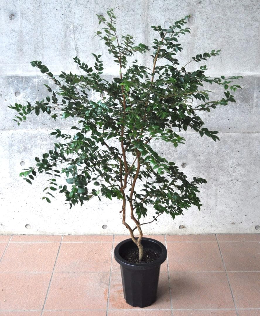 ジャボチカバ 小葉 8号140cm