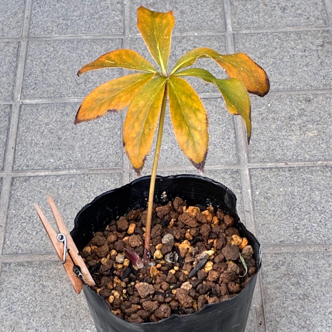 の*ん様 3319⭐️唯一無二⭐️超特殊⭐️白ブチ⭐️オーレア⭐️薄いフィルム的