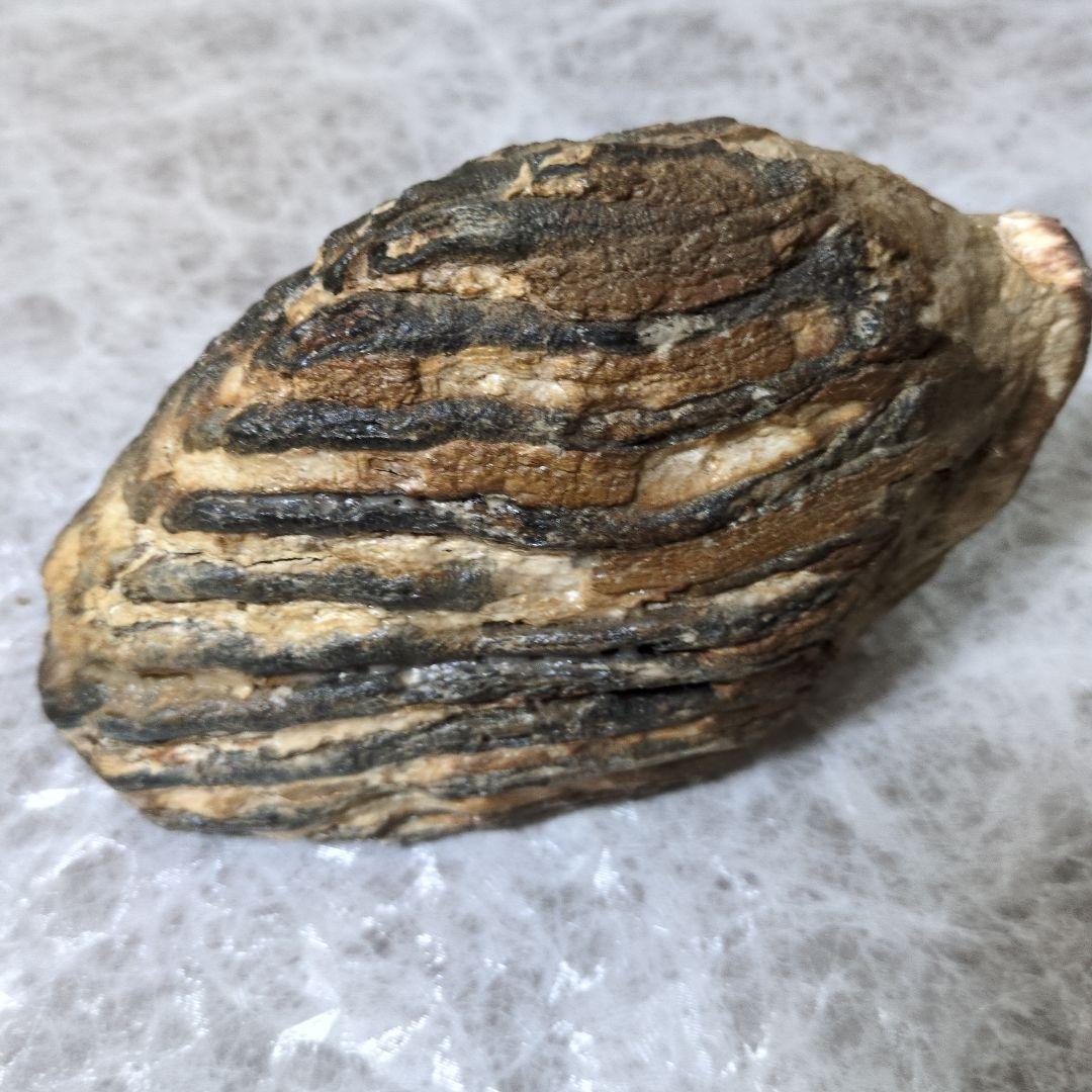 （希少）マンモス ナウマンゾウ 歯化石 臼歯