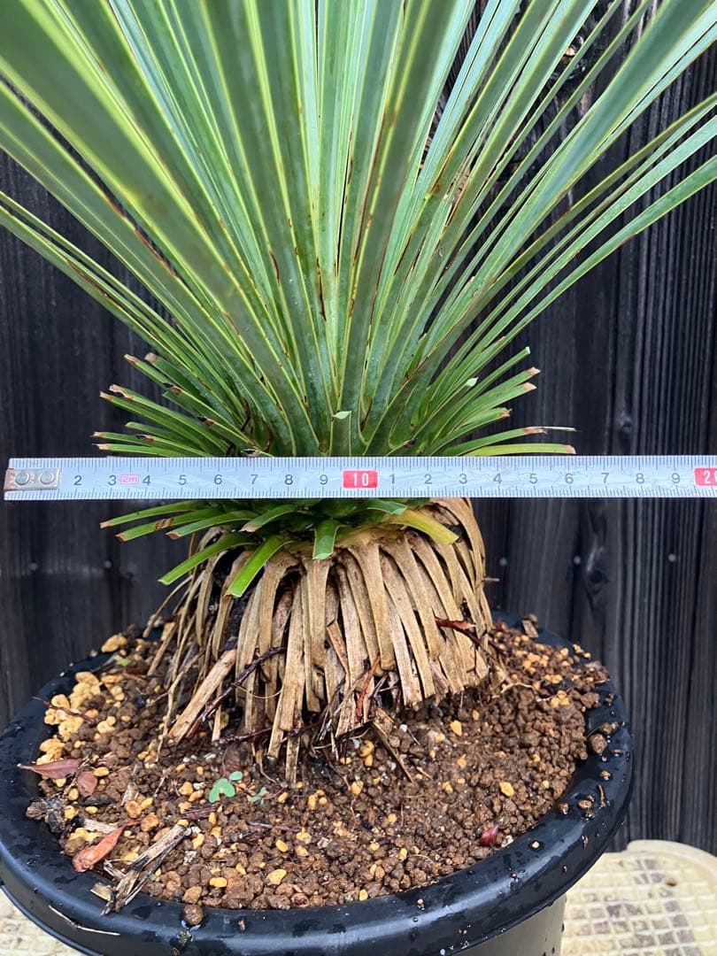 ユッカ ロストラータ　実生1 鉢付き