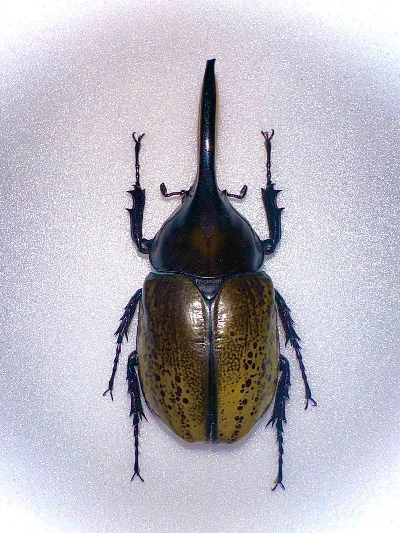 【最終値下げ】希少　モロンシロカブト(モロンオオカブト)♂標本