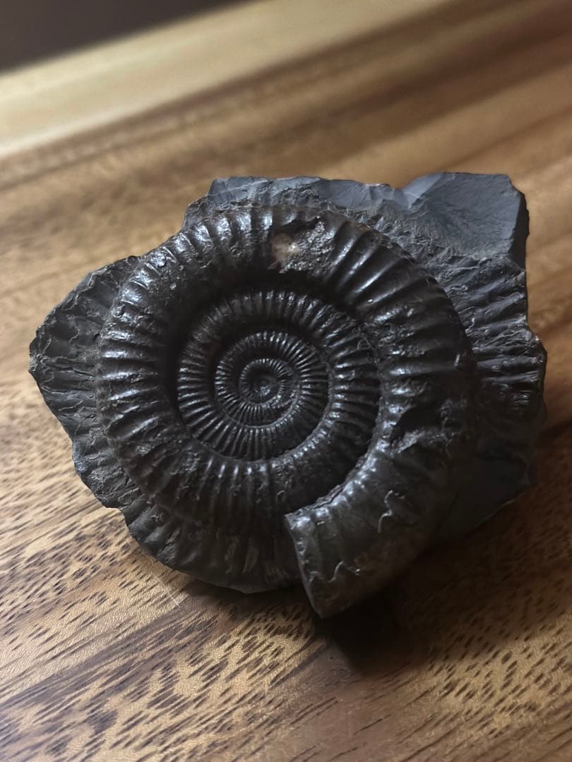 ブラックアンモナイト