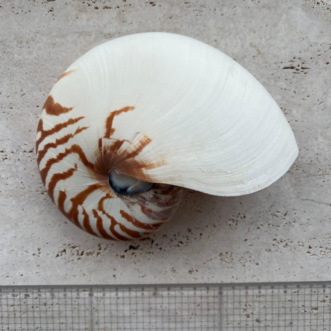 オーム貝　二種セット断面カットとカットなし