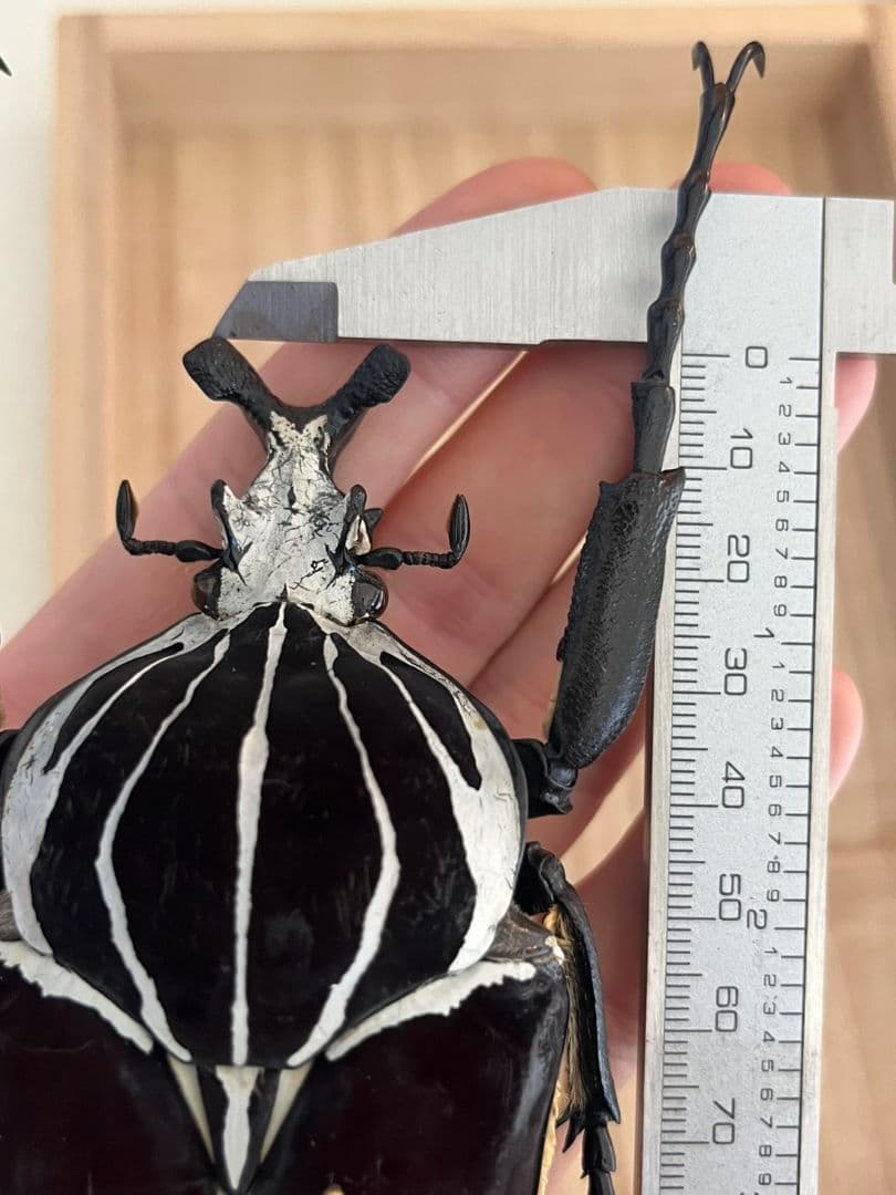 【104mm】ゴライアスオオツノハナムグリWC Goliath 昆虫標本