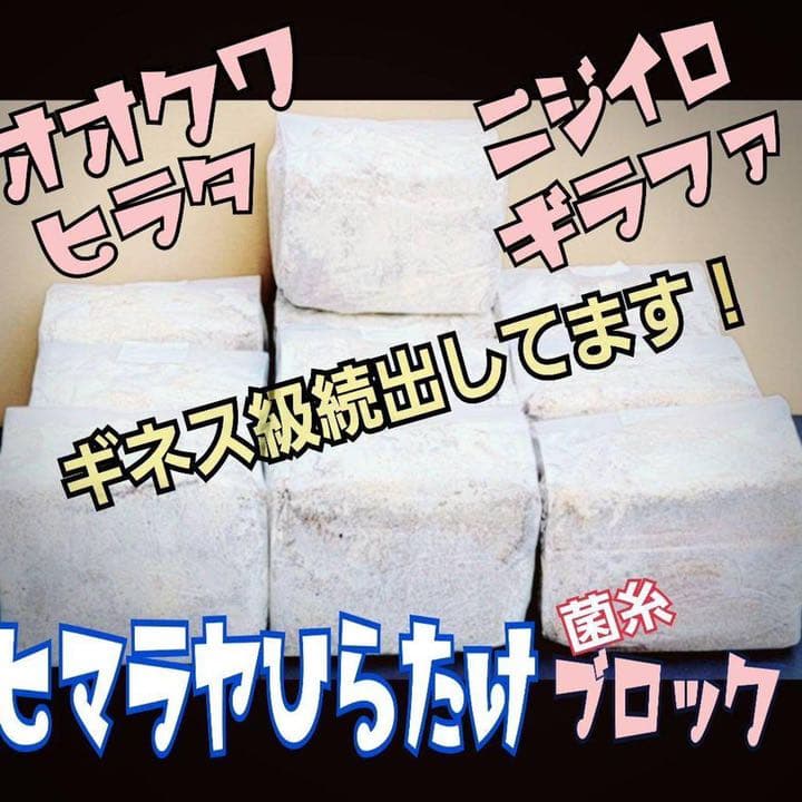 極上！ヒマラヤひらたけ菌糸ブロック【7個】初菌のみ使用！国産オオクワ85ミリ実績