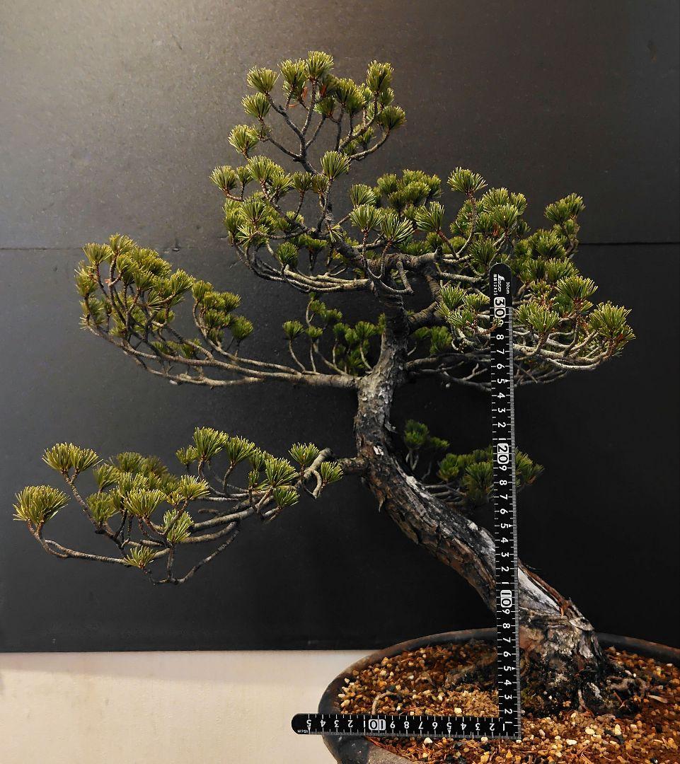 訳あり品！瑞祥五葉松盆栽！