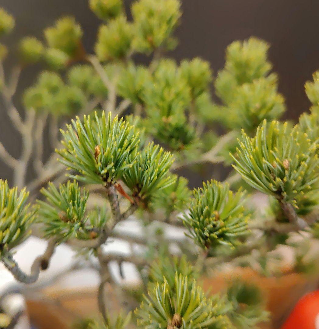 訳あり品！瑞祥五葉松盆栽！