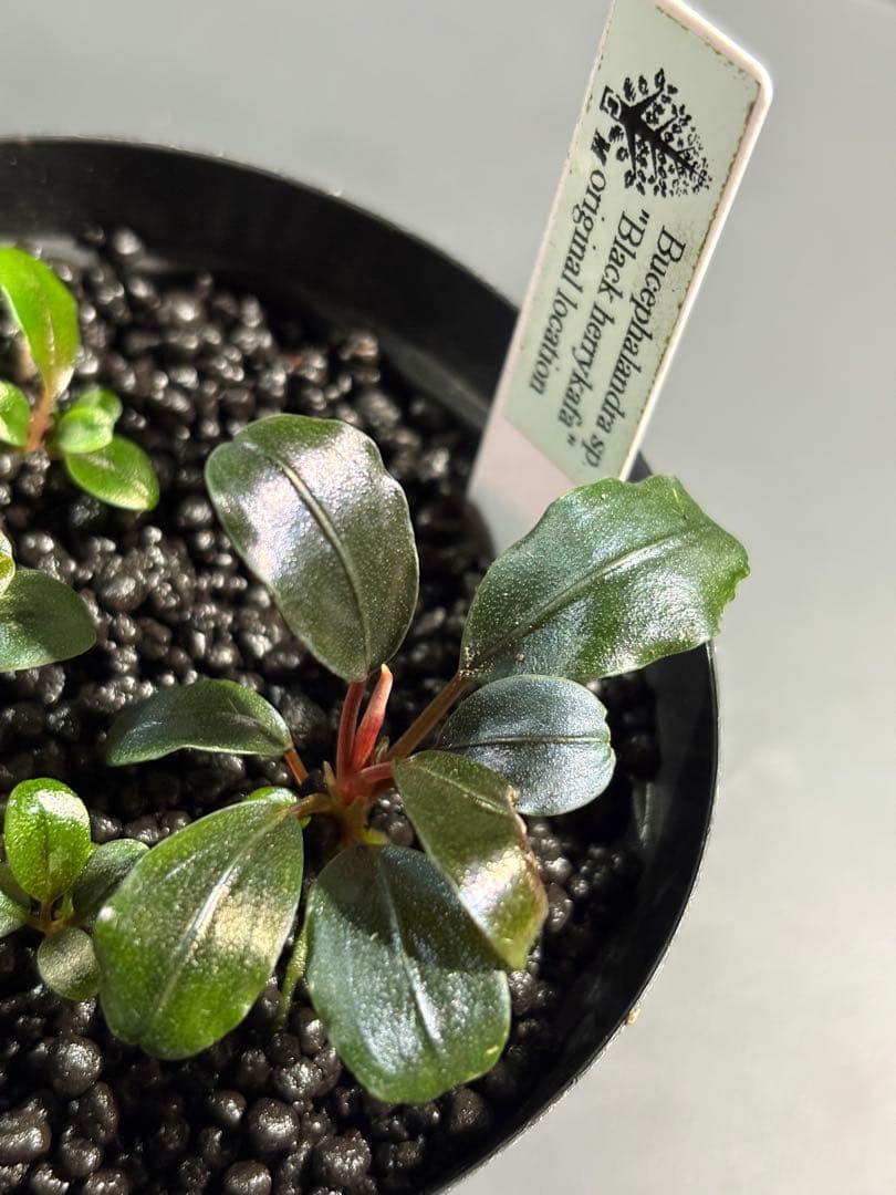 けむ　Bucephalandra sp. Black herrykafa