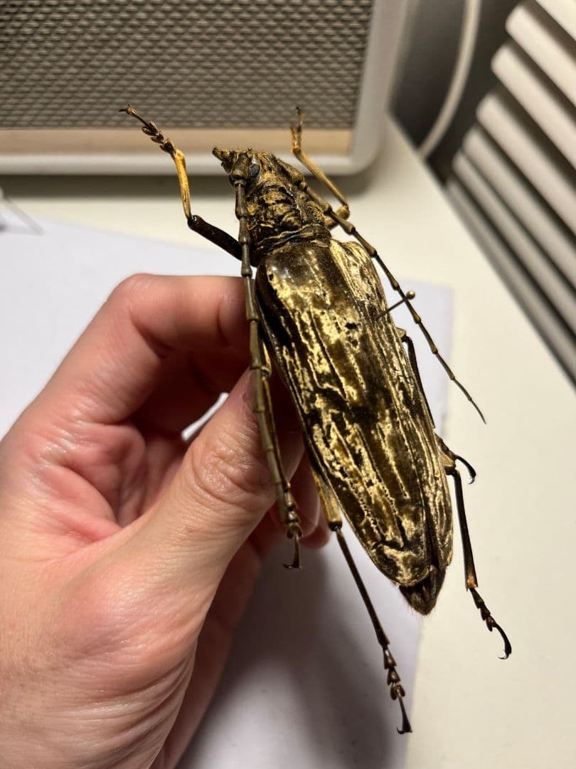 【ベロア感有】オオミヤマカミキリ♀ 標本 カミキリムシ Xixuthrus 天牛