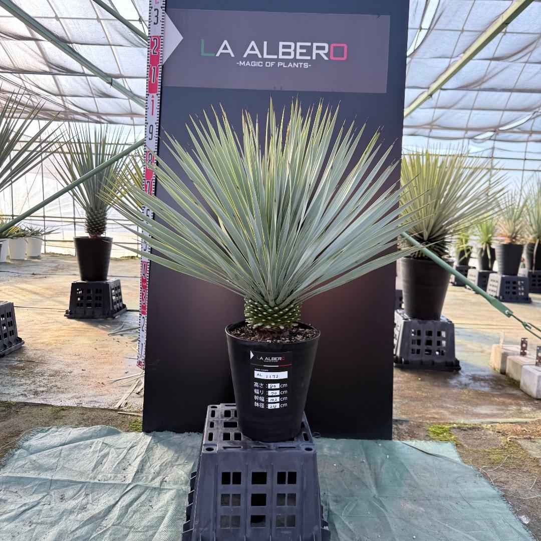 【AL1173】ユッカ　ロストラータ