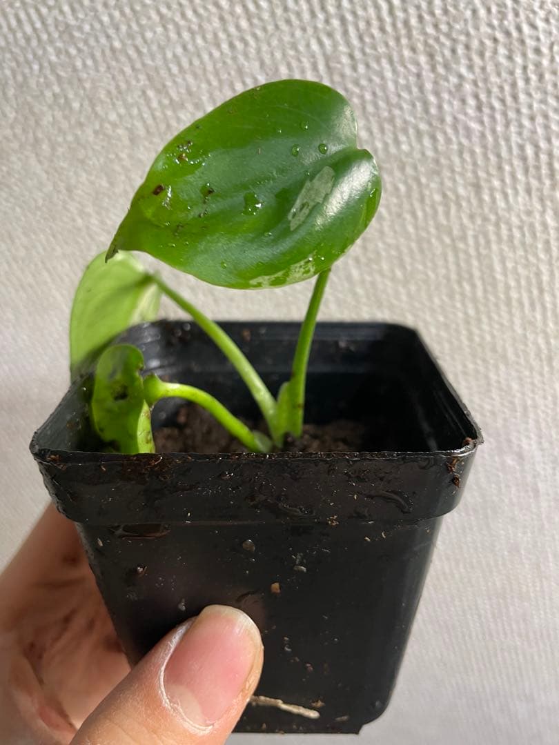 て*な様 モンステラ　デリシオーサ　バルバソー