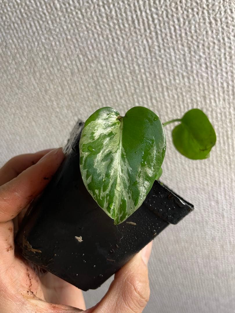 て*な様 モンステラ　デリシオーサ　バルバソー