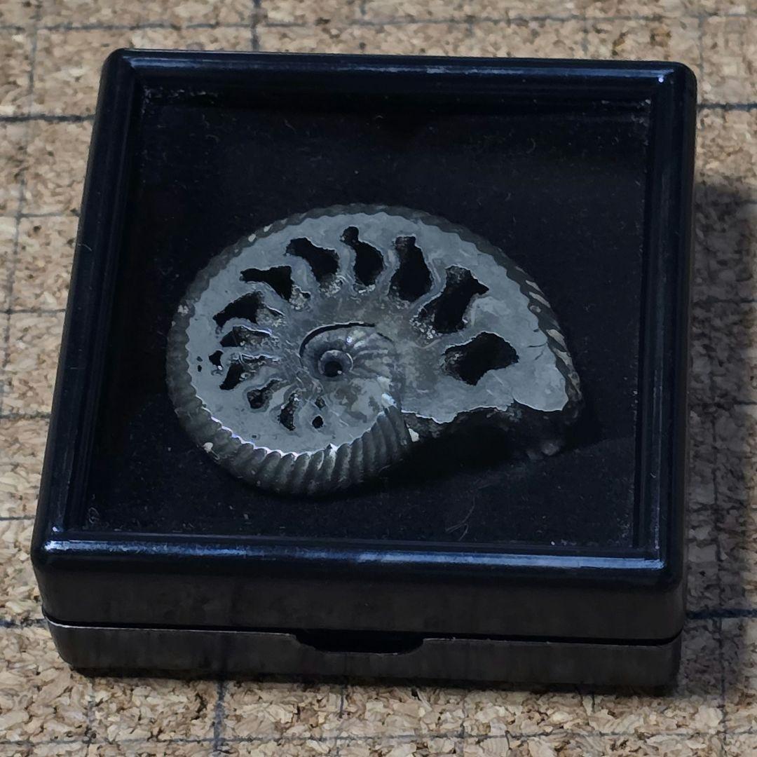 パイライトアンモナイト 標本ケース付き