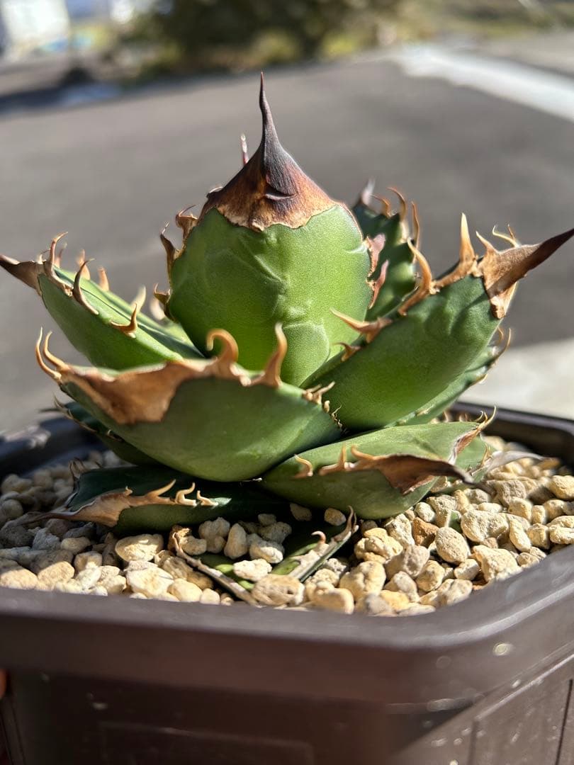 M*e様 オテロイ実生　アガベ　チタノタ