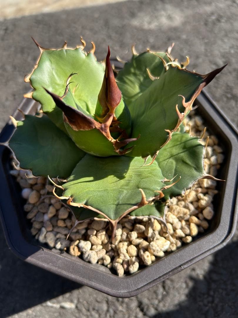 M*e様 オテロイ実生　アガベ　チタノタ