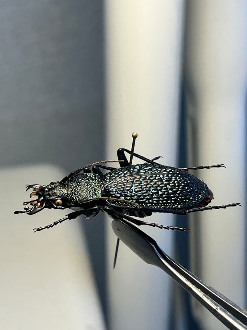 【37mm】ボンヴロワキンオサムシ トルコ産 標本 イボハダオサムシ 青緑