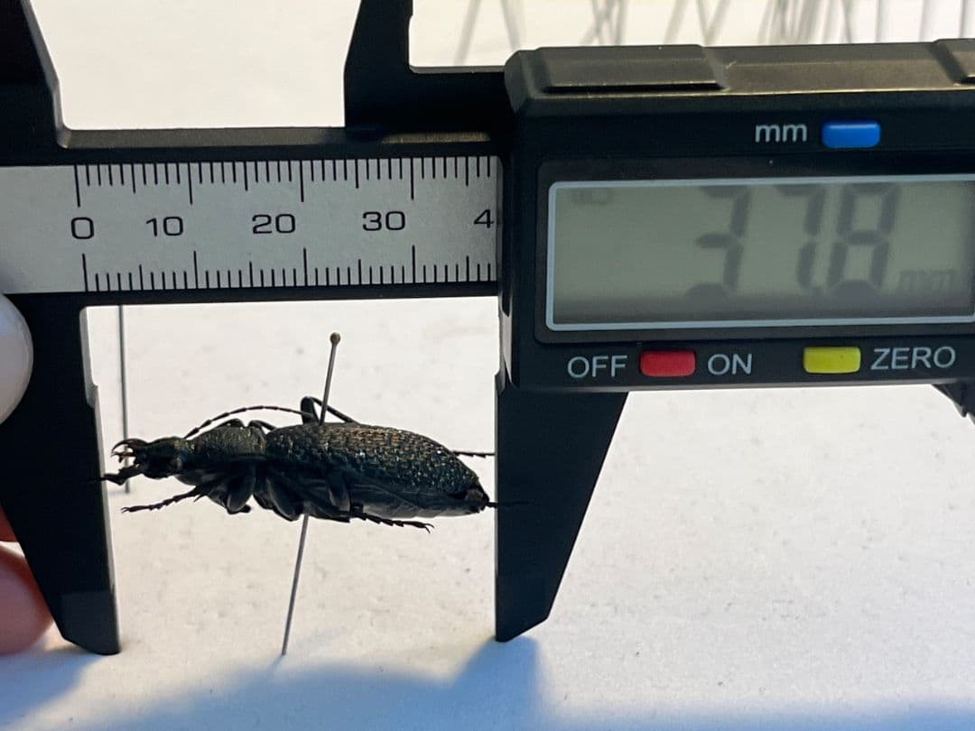 【37mm】ボンヴロワキンオサムシ トルコ産 標本 イボハダオサムシ 青緑