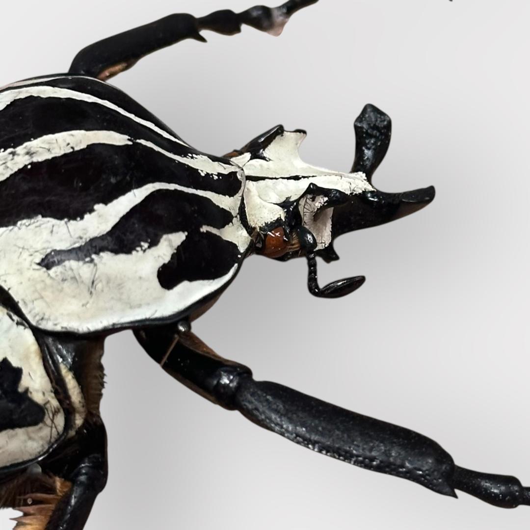 桐箱入り　　プレイシーゴライアス　 雄　オス　標本　　タンザニア産