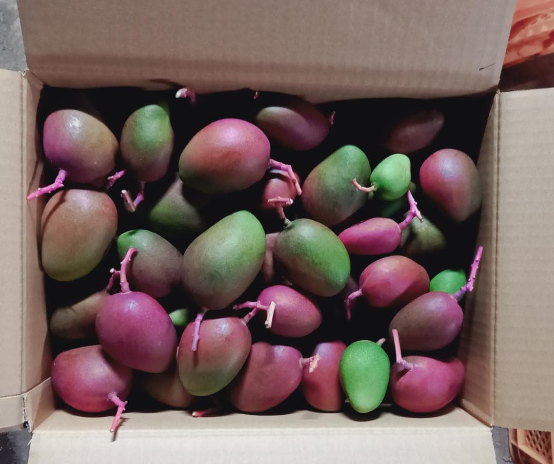 マンゴー+摘果 /10 kg including box