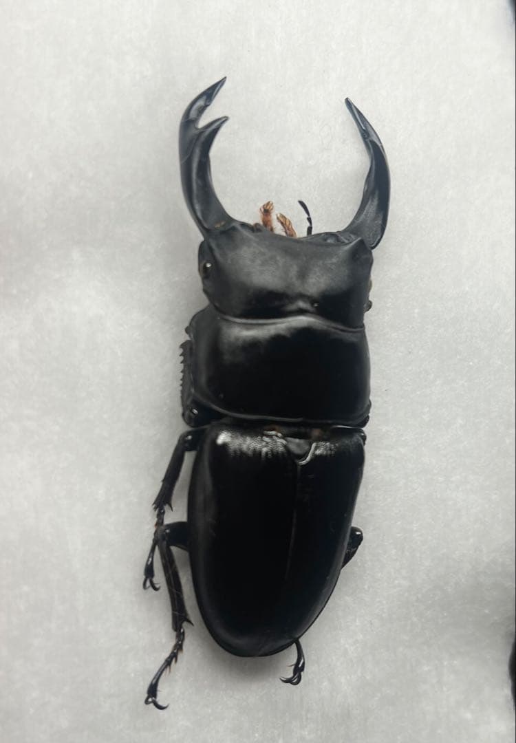 座標付オオクワガタ♂野外採集品標本