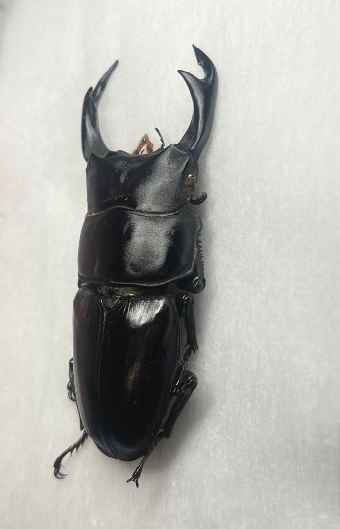座標付オオクワガタ♂野外採集品標本
